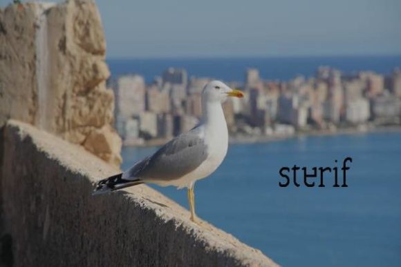 Sterif: A Modern Serif Font